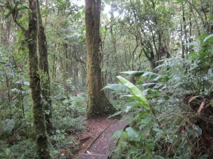 Monteverde 3  